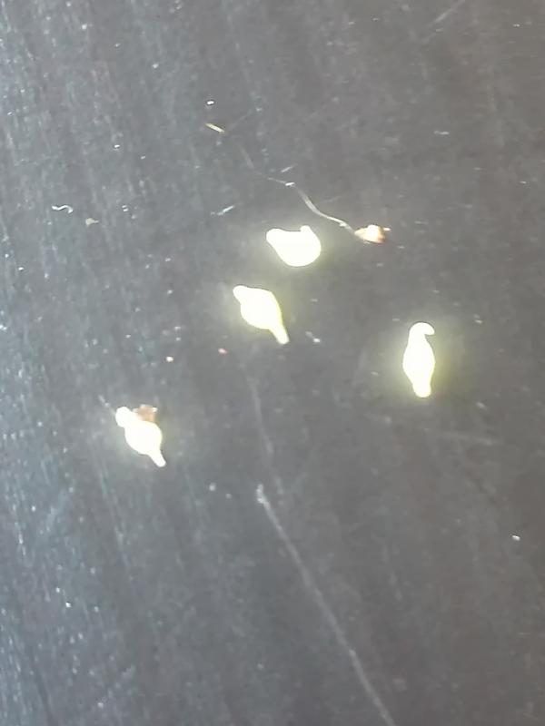 Strike Pasta Orale Per Cavalli 85g – Contro I Vermi Intestinali - Foto 13