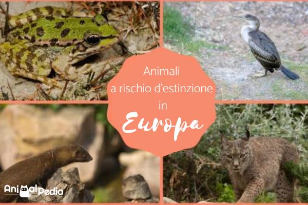 Animali in via d'estinzione in Europa