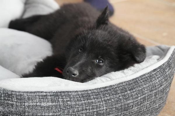 Pelle secca nel cane: cause e rimedi - Cuccia scomoda
