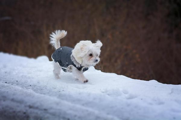 Pelle secca nel cane: cause e rimedi - Freddo