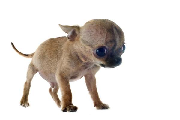 Idrocefalo nel cane: sintomi e cause