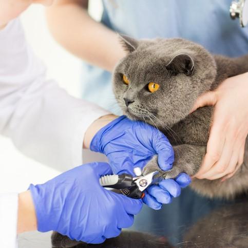 Ogni quanto tagliare le unghie al gatto?