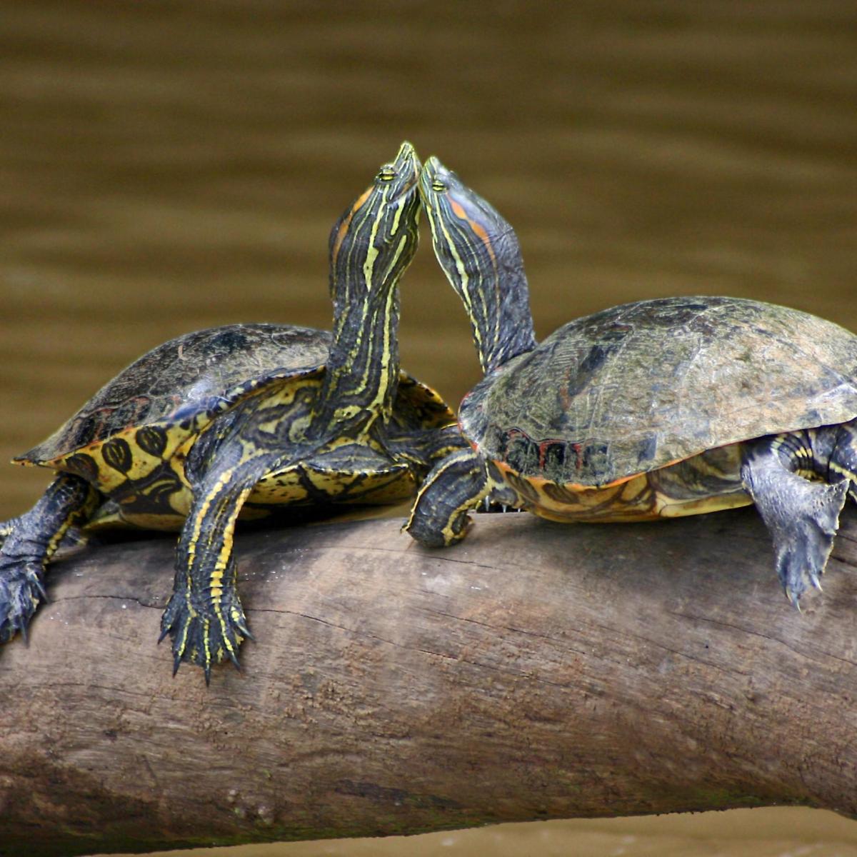 Specie di tartarughe d'acqua dolce