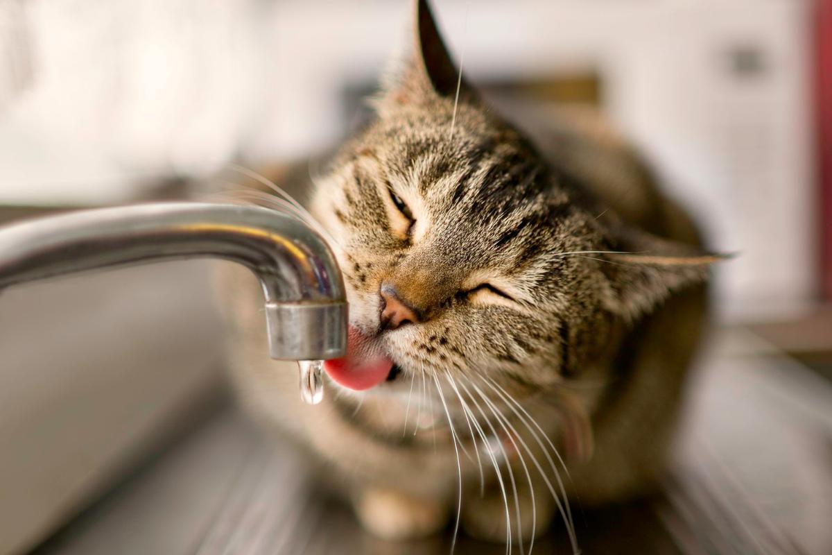 Perché il gatto beve tanto?