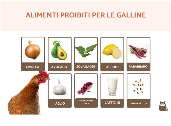 Cosa non dare da mangiare alle galline?