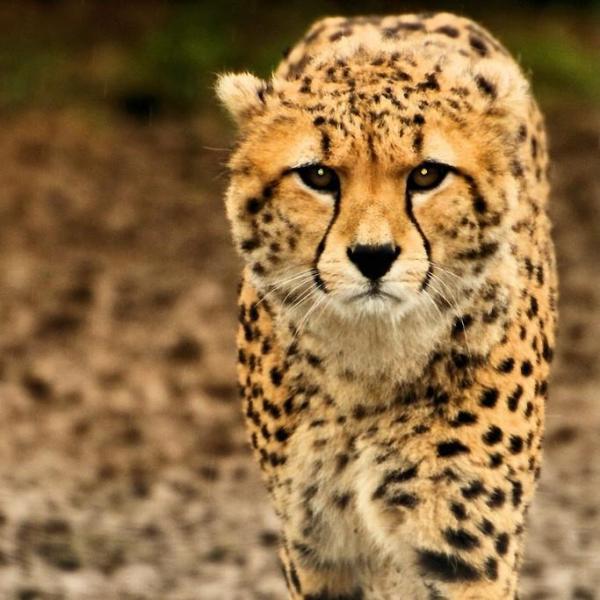 I 10 animali più veloci del mondo