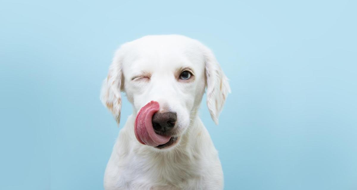 Nomi di cibo per cani