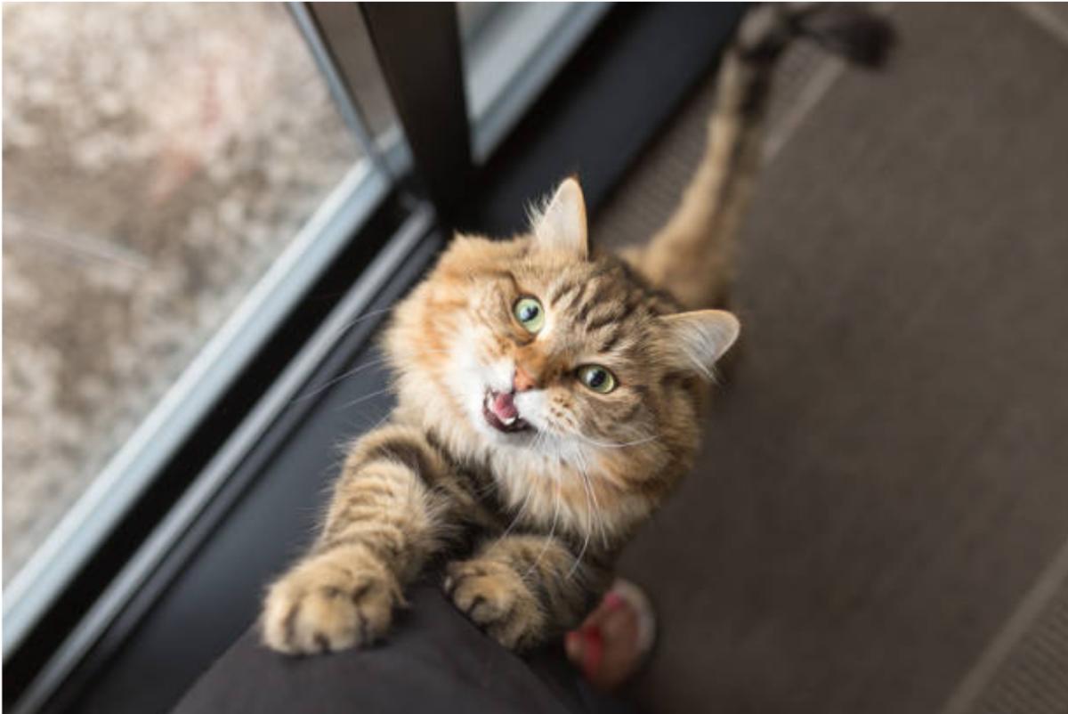 Strongili polmonari nel gatto: cosa sono, sintomi e come si curano