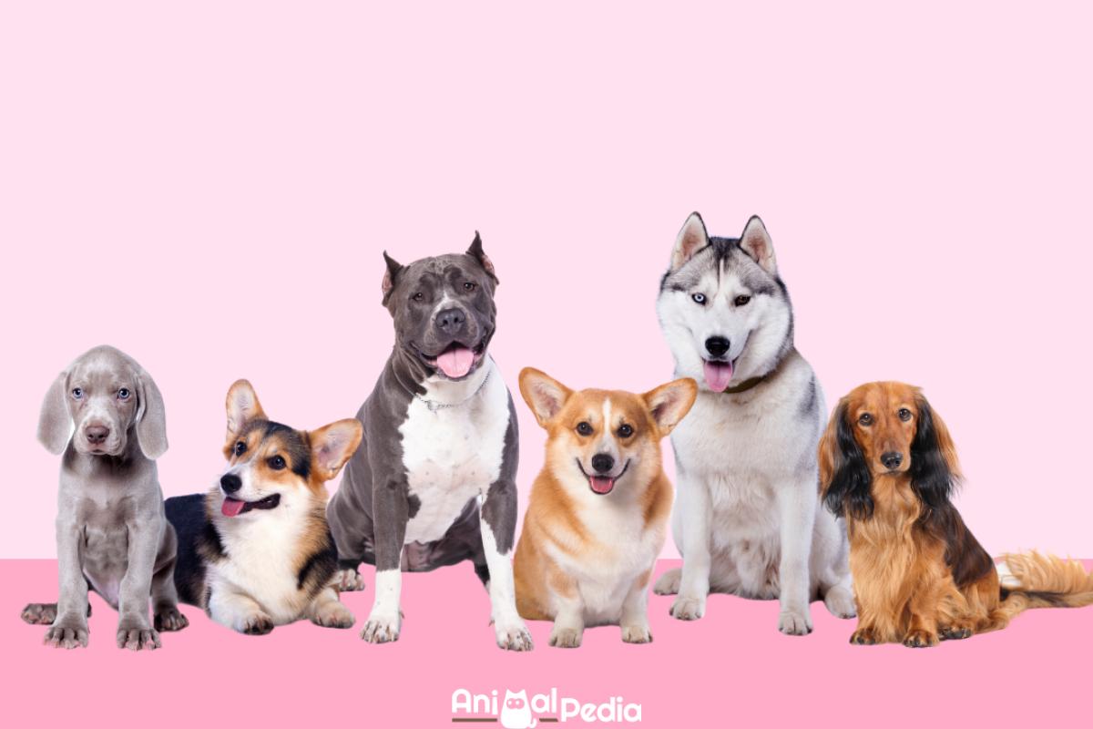 Come trovare la razza di cane perfetta per te