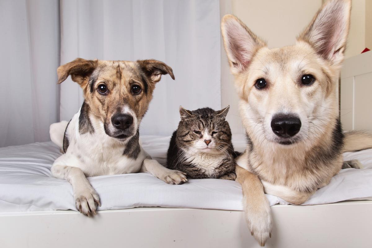Guida completa alla cura degli animali: farmacia, cibo e accessori