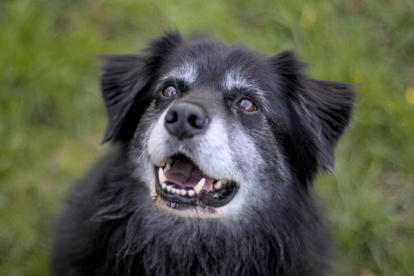 Morte improvvisa del cane: cause e cosa fare - Come faccio a sapere perché il mio cane è morto improvvisamente?