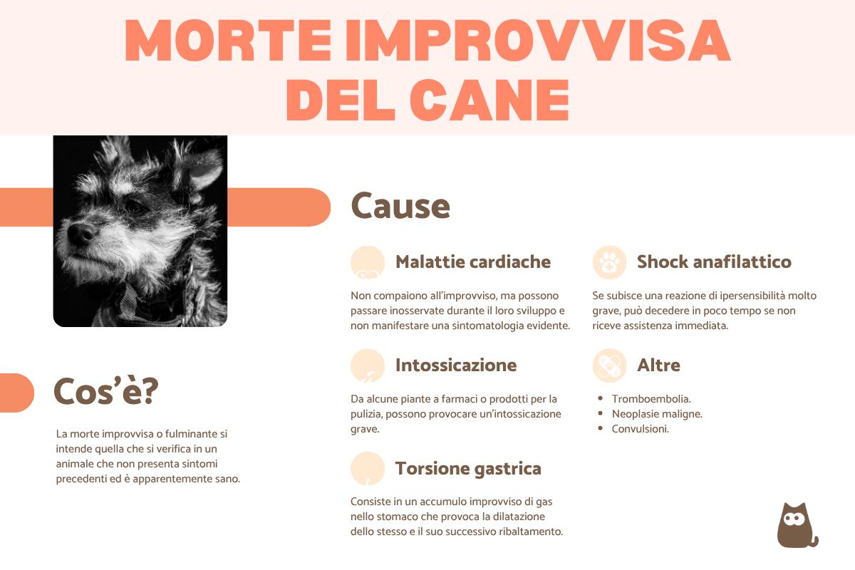 Morte improvvisa del cane: cause e cosa fare