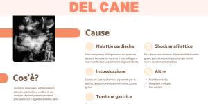 Morte improvvisa del cane: cause e cosa fare