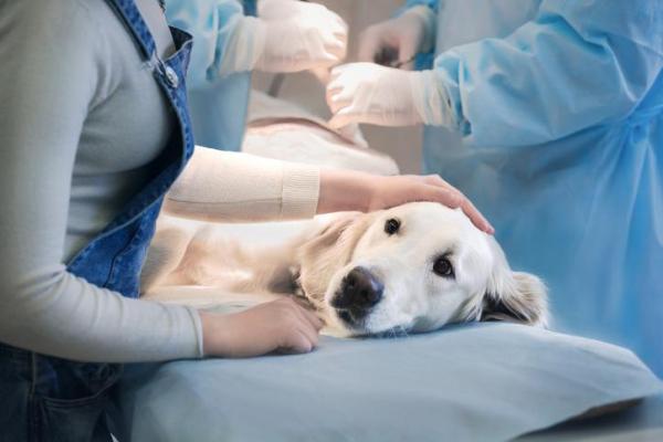 Perché il cane vomita sangue?