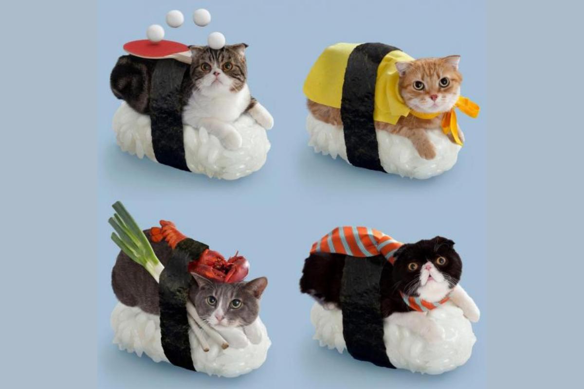 Costumi per gatti fai da te