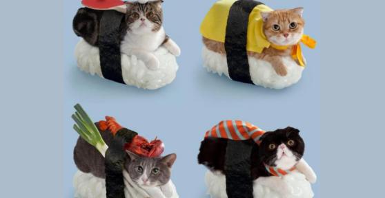 Costumi per gatti fai da te