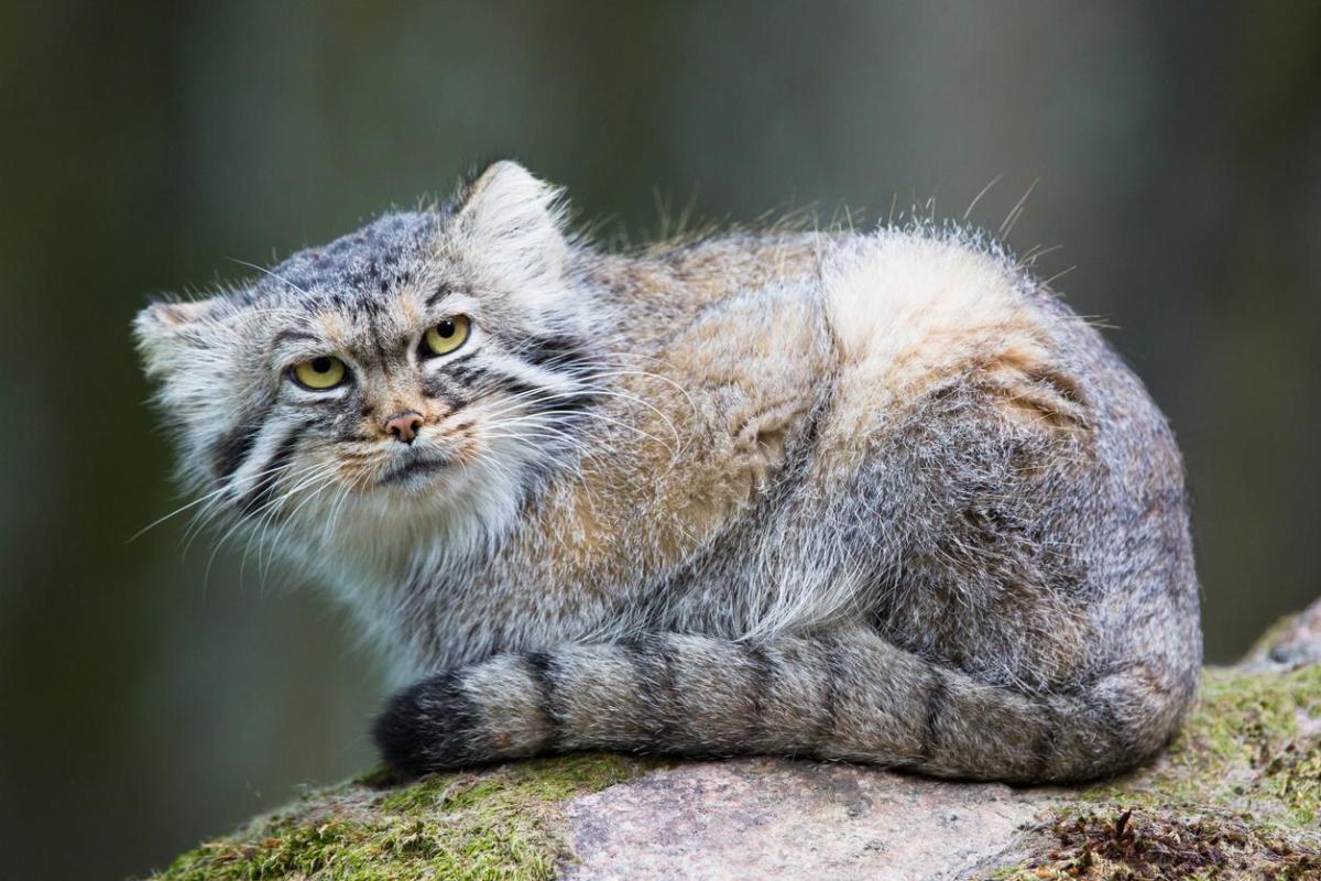 Gatto di Pallas, Manul o Gatto delle Steppe