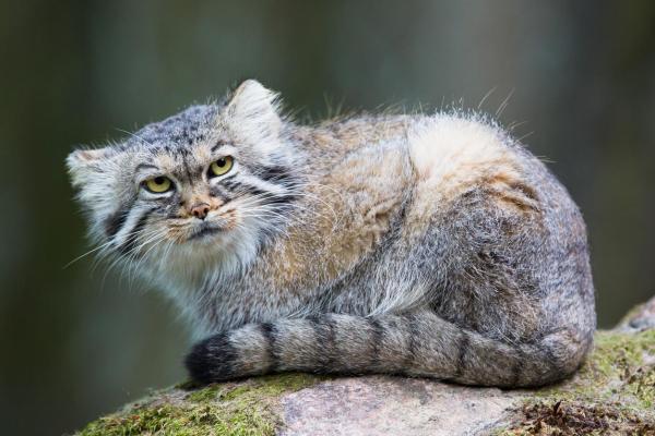 Gatto di Pallas, Manul o Gatto delle Steppe