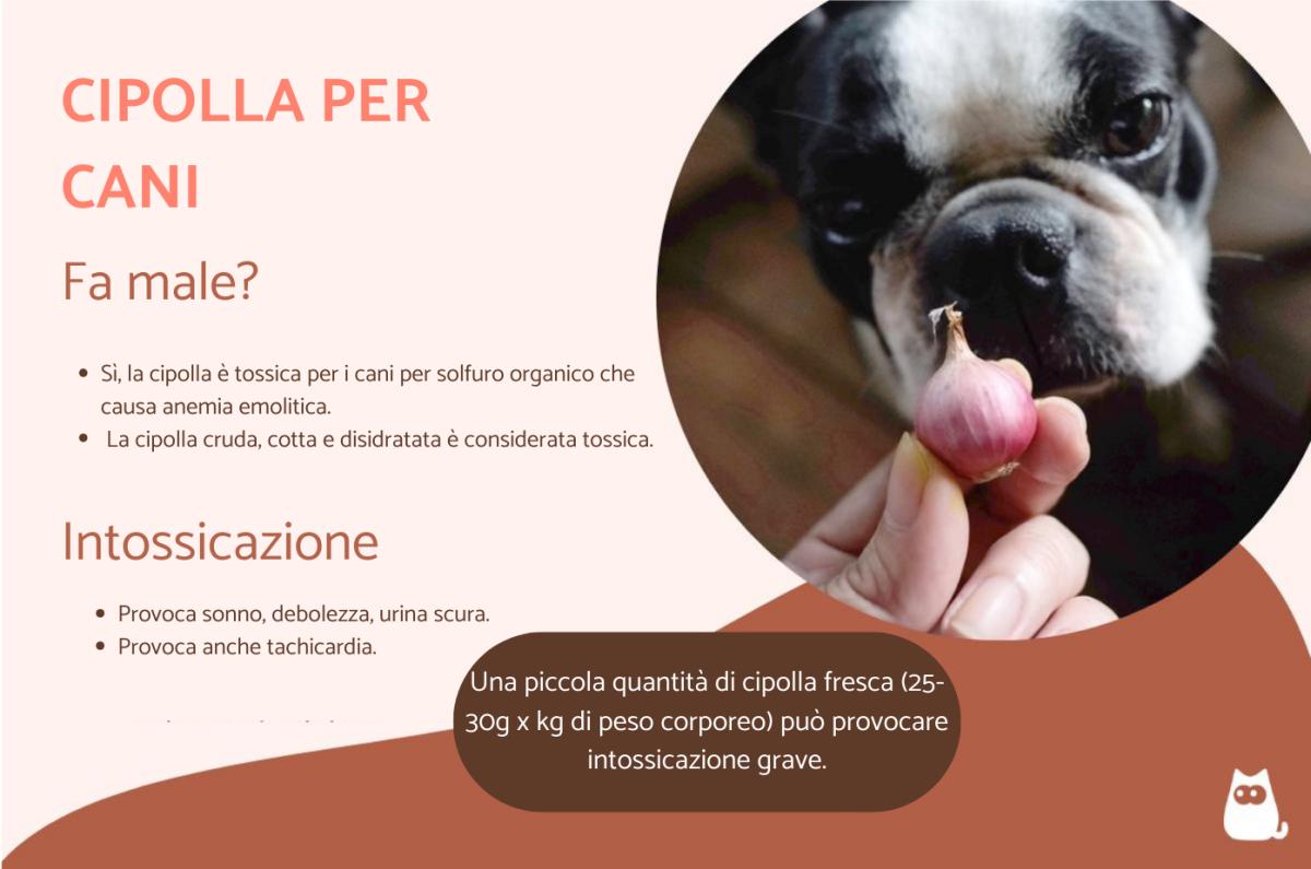 I cani possono mangiare la cipolla?