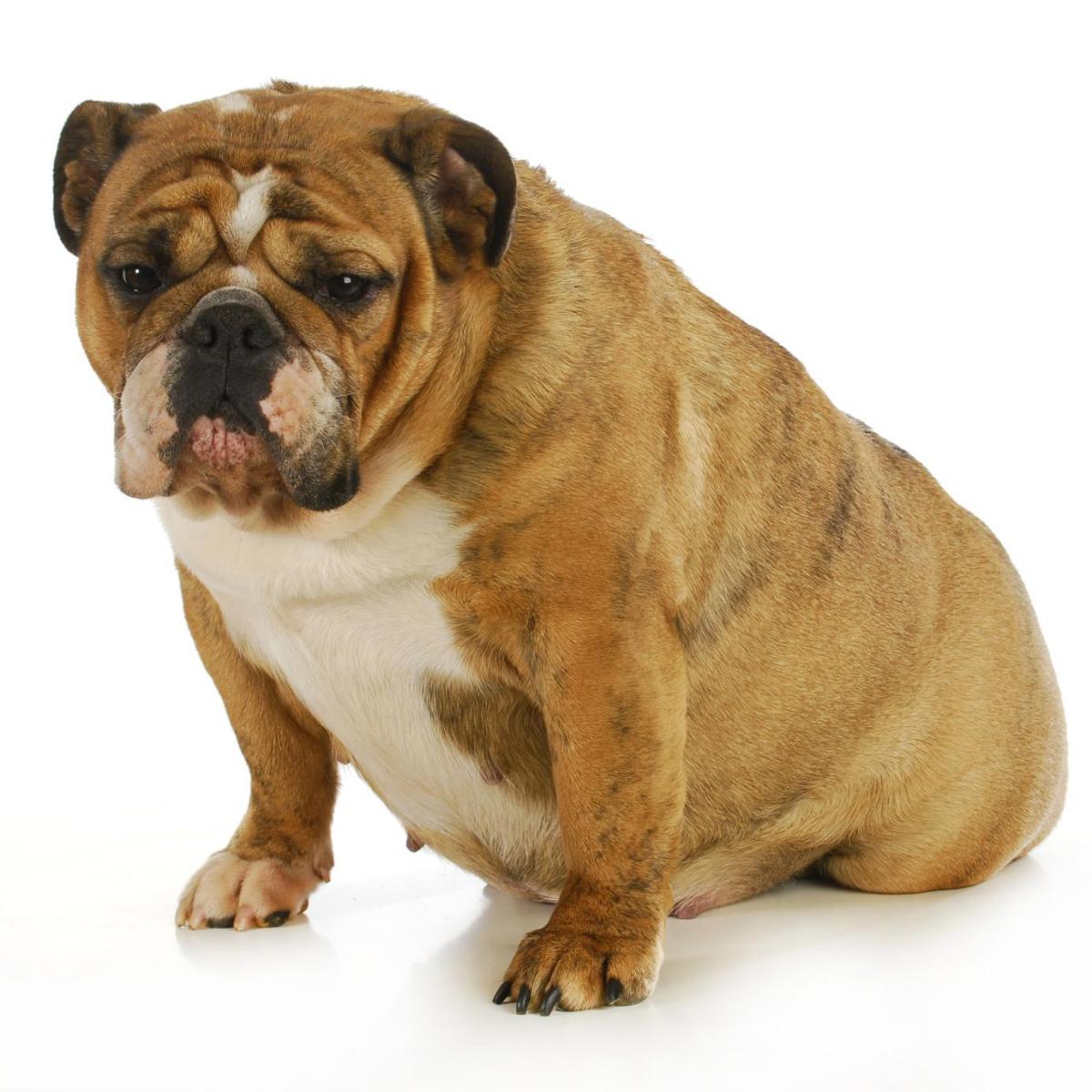 Come capire se il cane ha bisogno di un cesareo?