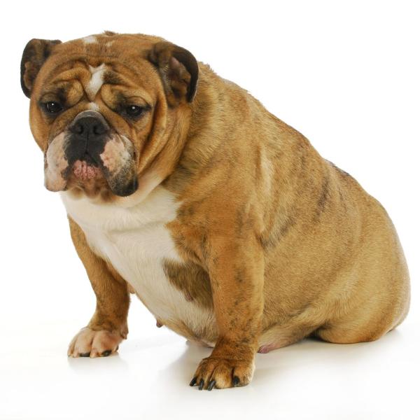 Come capire se il cane ha bisogno di un cesareo?