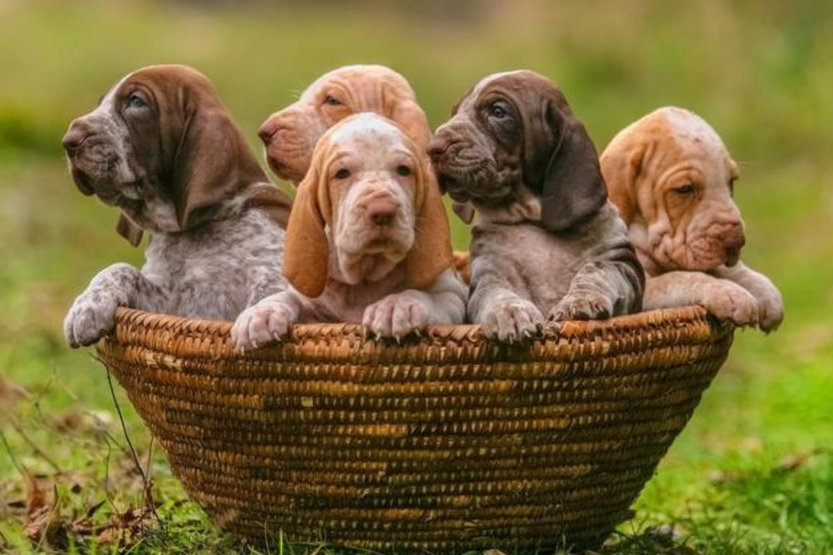 Nomi per cani Bracco
