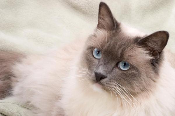 Difetti e malattie del gatto Ragdoll - Bolle di pelo e problemi digestivi nei gatti ragdoll