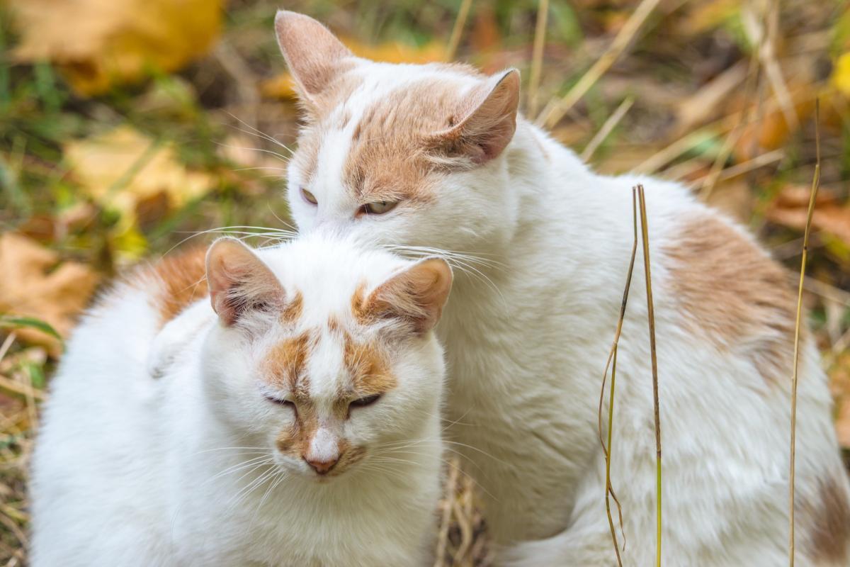 Il mio gatto morde il collo dell'altro gatto: motivi e cosa fare