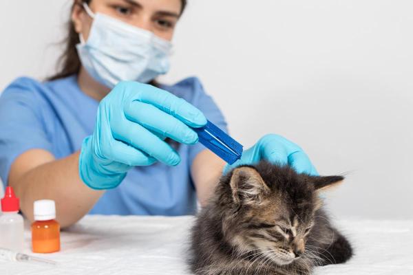 Le pulci muoiono in lavatrice? - Come impedire alle pulci di infestare di nuovo i vestiti o il letto del cane o del gatto?