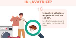 Le pulci muoiono in lavatrice?