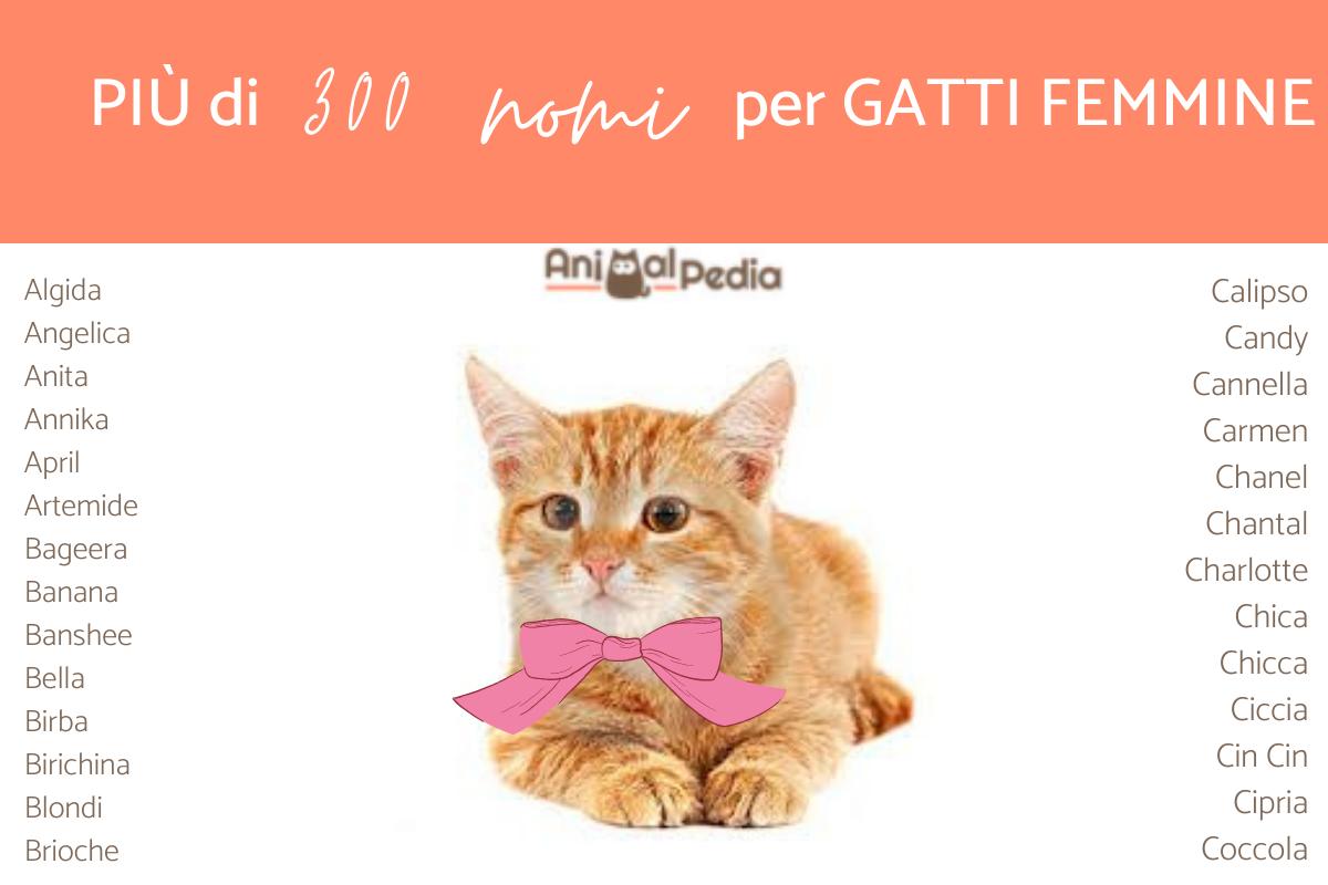 Nomi belli e originali per gatte e gattine