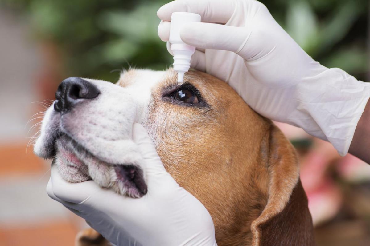 Tobradex per cani: dosaggio, usi ed effetti collaterali