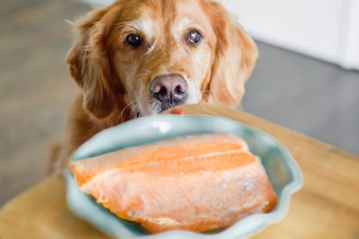 Cibi ricchi di omega 3 per cani