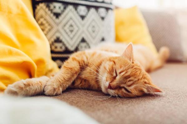 Dove far dormire il gatto di notte?