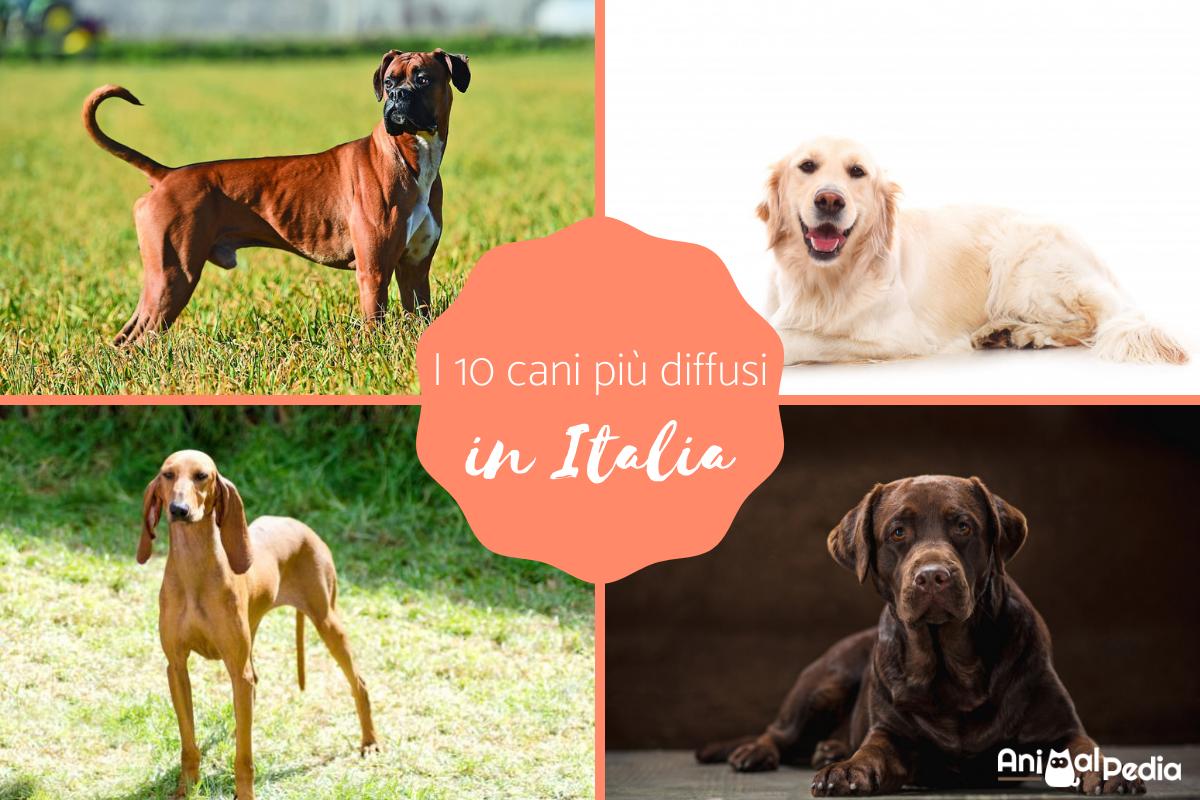 I 10 cani più diffusi in Italia: Caratteristiche e curiosità