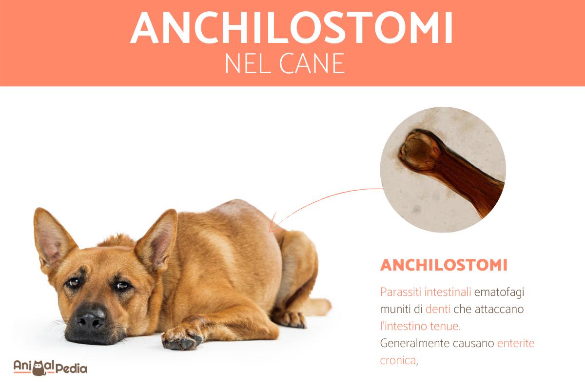 Anchilostomi nel cane: Sintomi e trattamento
