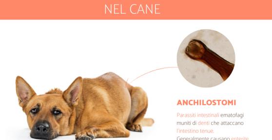 Anchilostomi nel cane: Sintomi e trattamento