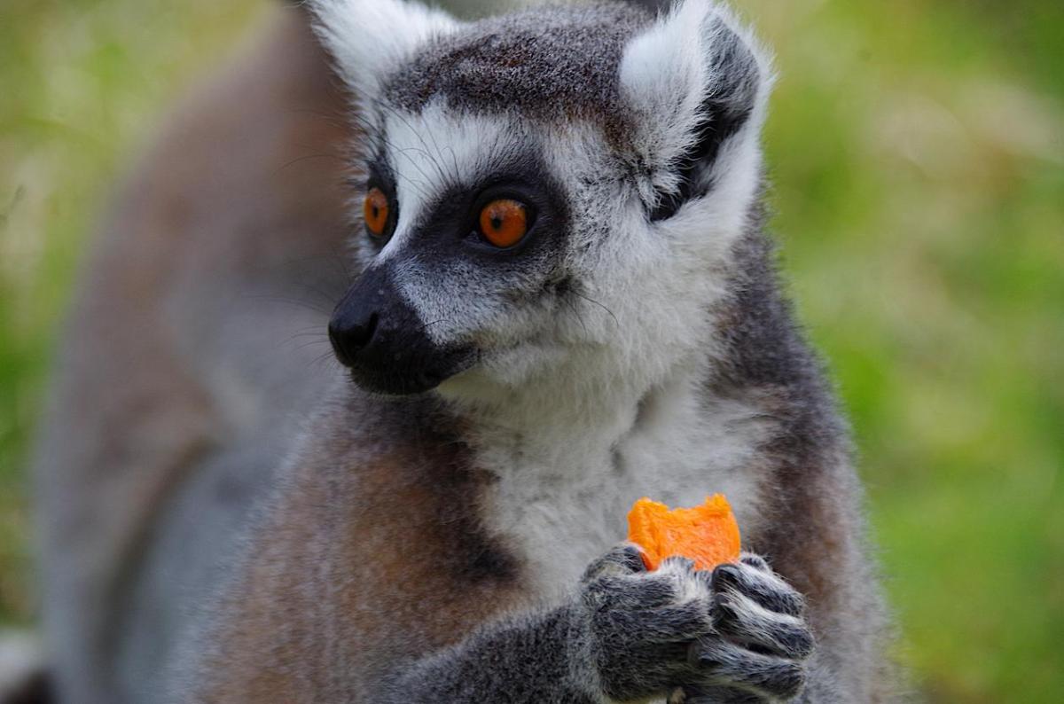 Cosa mangiano i lemuri?