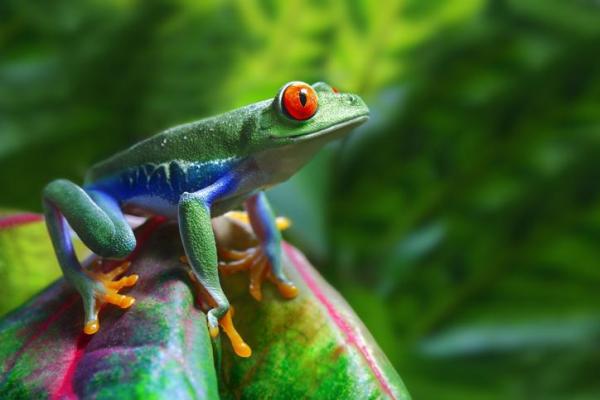 Animali della foresta: Tropicale, Peruviana, Amazzonica e dell'Alto Paraná