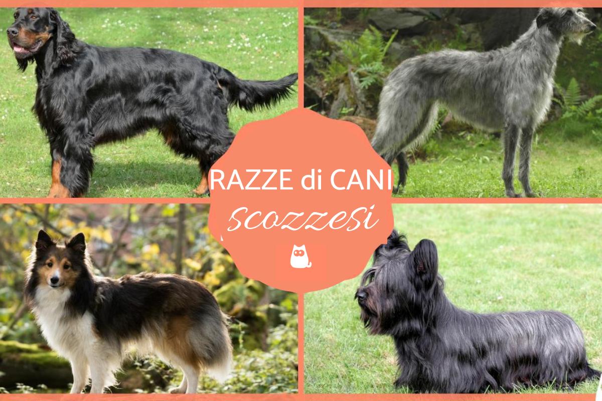 Razze di cani scozzesi