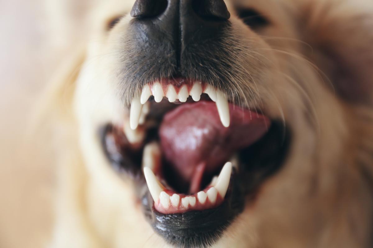 Perché il mio cane ringhia quando lo accarezzo?