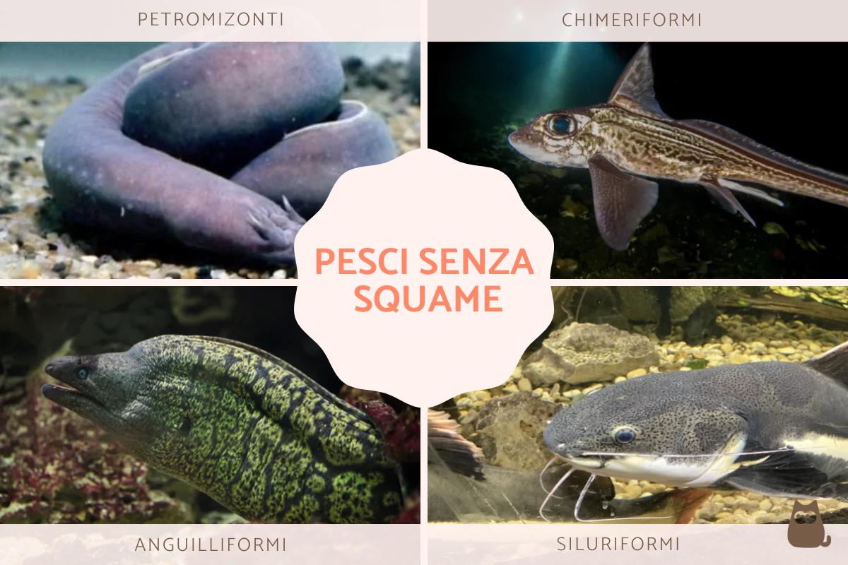 Pesci senza squame