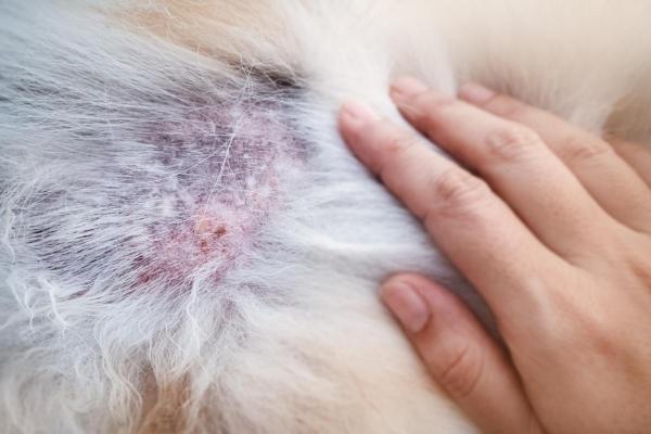 Cytopoint per cane: posologia e a cosa serve - A cosa serve Cytopoint per cane?