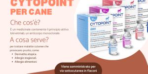 Cytopoint per cane: posologia e a cosa serve