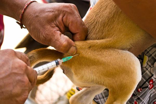 Cytopoint per cane: posologia e a cosa serve - Dosi di Cytopoint per cane