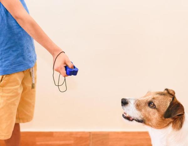 Come addestrare un cane