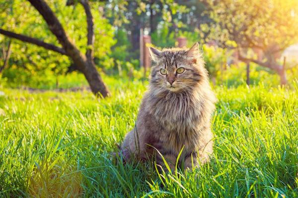 Come allontanare i gatti randagi