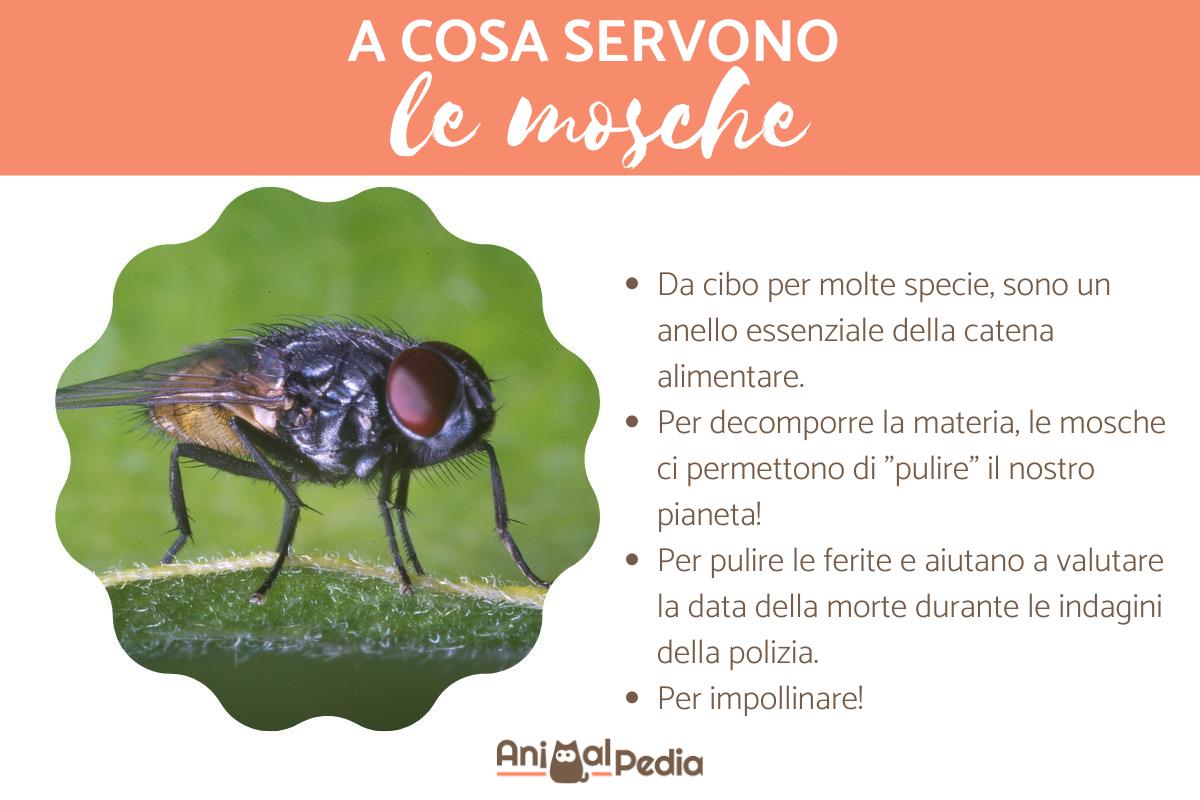 A cosa servono le mosche?