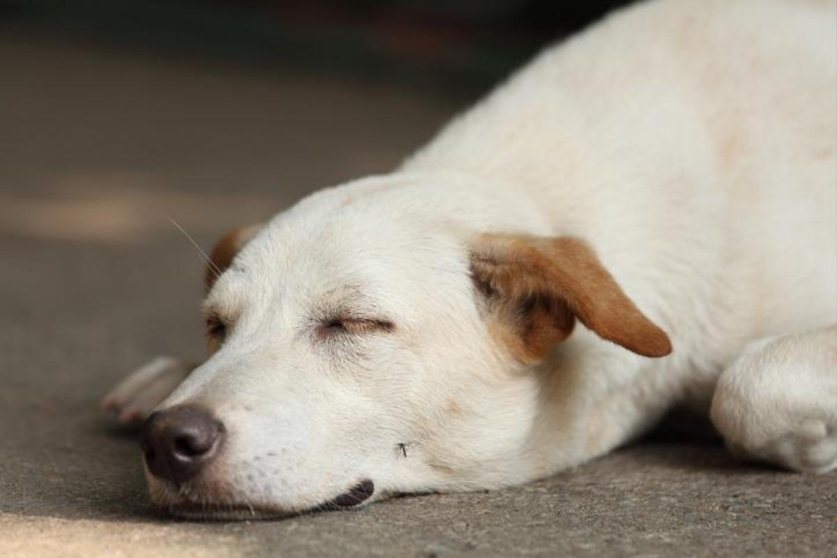 Puntura di zanzara nel cane