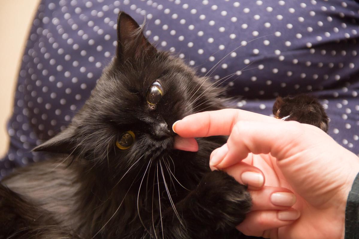 Cosa significa quando un gatto ti lecca la mano?